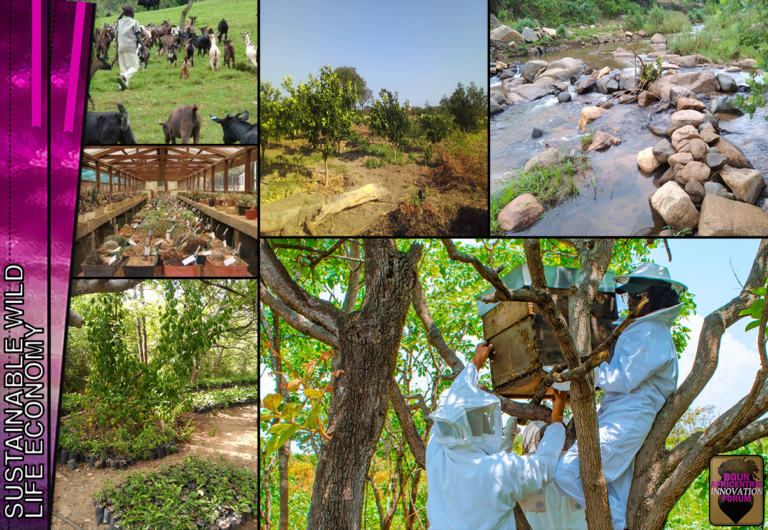 SUSTAINABLE WILD LIFE  ECONOMY: Conversion of local  communities into large-scale  nurseries of herbal and timber  plant species, fruits, flowers and  vegetables.